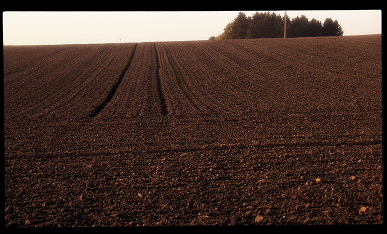 Linie